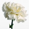 Масштабная благотворительная краевая Акция «Белый цветок доброты» набирает обороты.